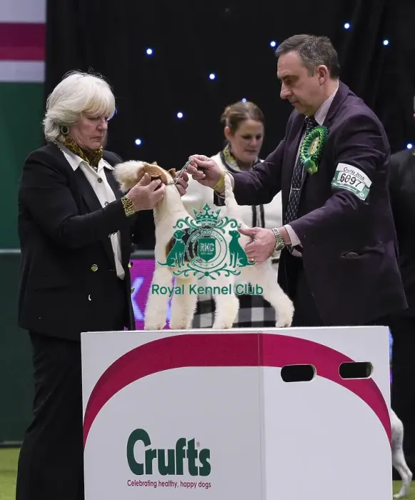 Framed Print : Crufts 2018 Framed Print : Crufts 2018
