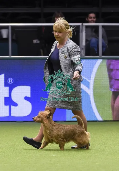 Framed Print : Crufts 2018