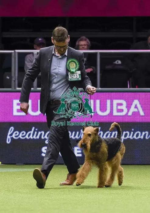 Framed Print : Crufts 2018 Framed Print : Crufts 2018