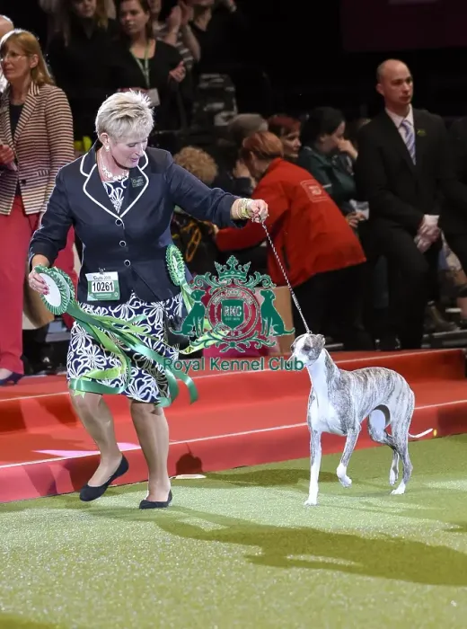 Framed Print : Crufts 2018 Framed Print : Crufts 2018