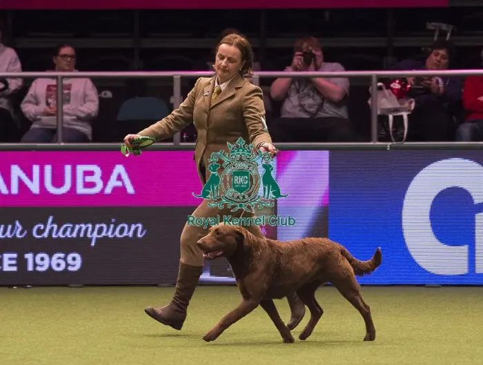Framed Print : Crufts 2018 Framed Print : Crufts 2018