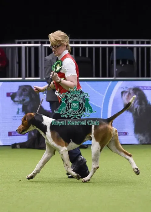 Framed Print : Crufts 2018
