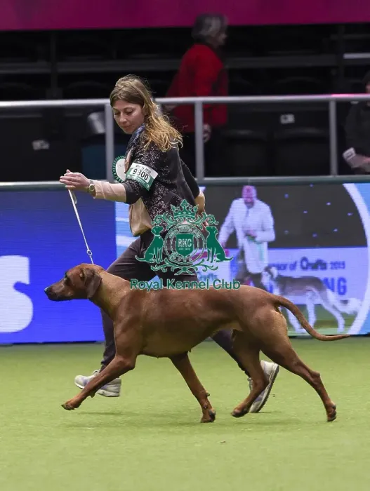 Framed Print : Crufts 2018 Framed Print : Crufts 2018