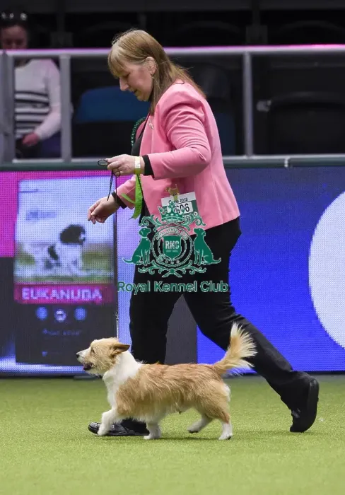 Framed Print : Crufts 2018