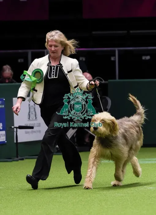 Framed Print : Crufts 2018 Framed Print : Crufts 2018