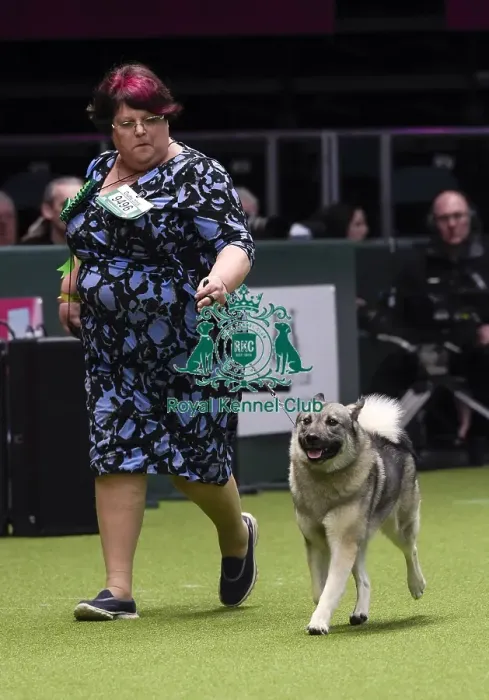 Framed Print : Crufts 2018