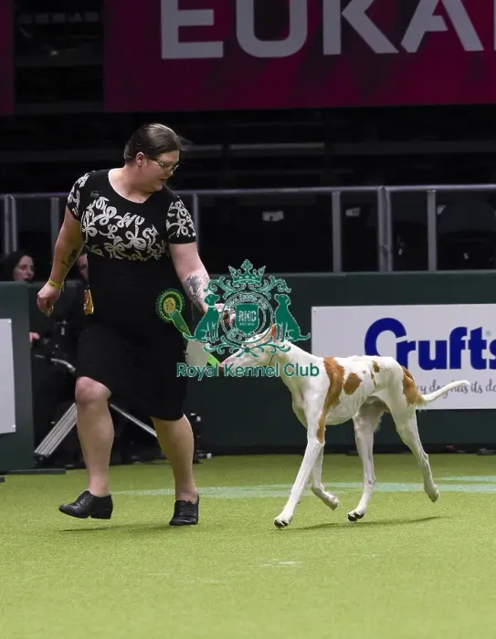 Framed Print : Crufts 2018 Framed Print : Crufts 2018