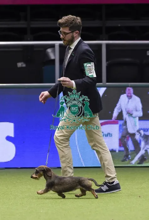 Framed Print : Crufts 2018 Framed Print : Crufts 2018