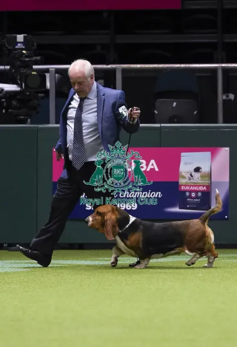 Framed Print : Crufts 2018 Framed Print : Crufts 2018