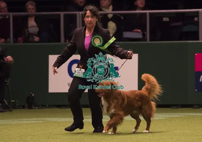 Framed Print : Crufts 2018 Framed Print : Crufts 2018