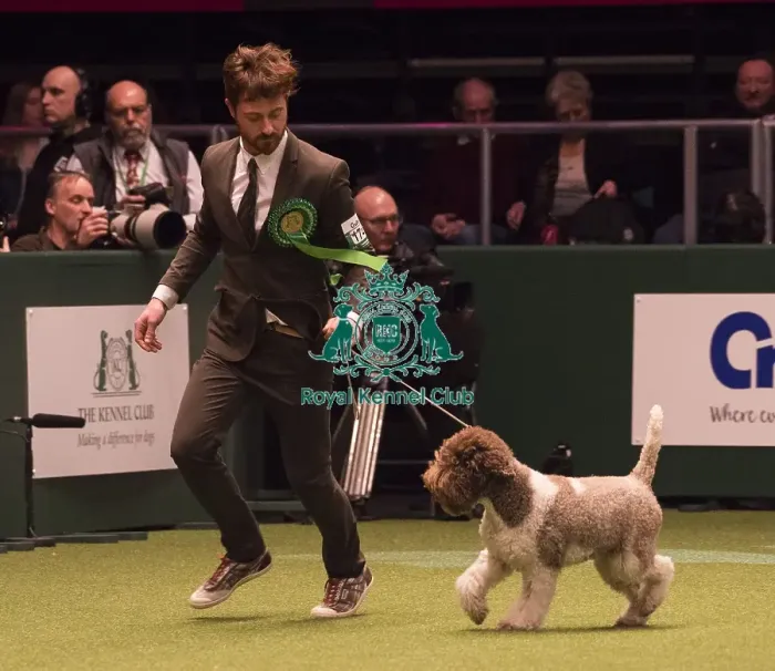Framed Print : Crufts 2018 Framed Print : Crufts 2018
