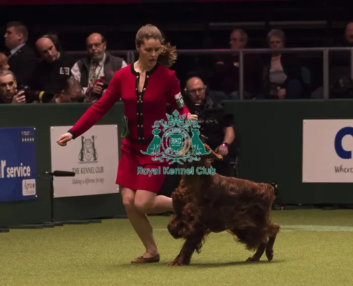 Framed Print : Crufts 2018 Framed Print : Crufts 2018