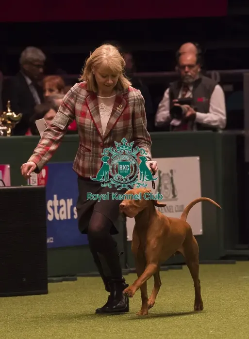 Framed Print : Crufts 2018 Framed Print : Crufts 2018