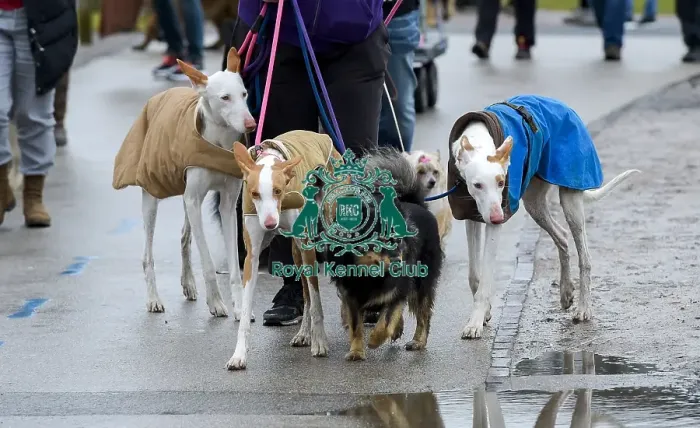 Framed Print : Crufts 2018 Framed Print : Crufts 2018