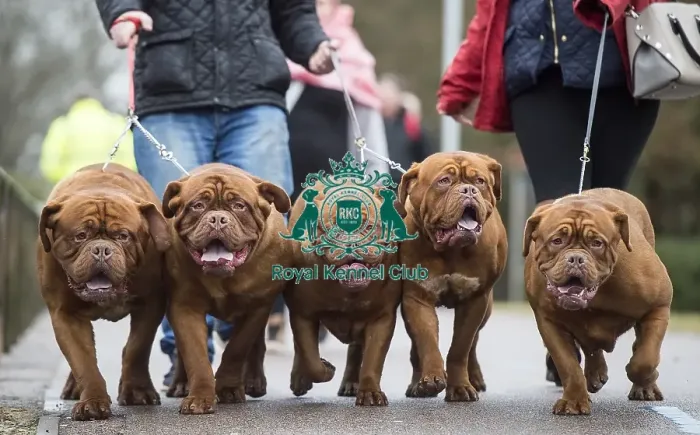 Framed Print : Crufts 2018 Framed Print : Crufts 2018