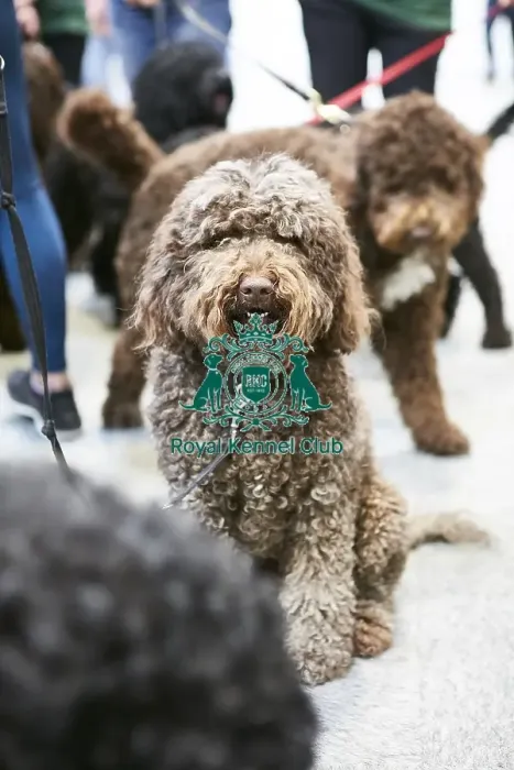 Framed Print : Crufts 2018 Framed Print : Crufts 2018