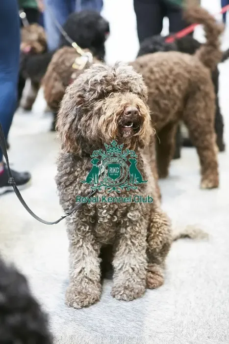 Framed Print : Crufts 2018 Framed Print : Crufts 2018