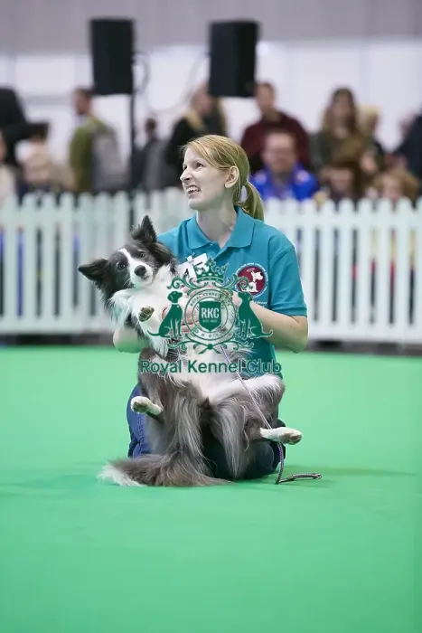 Framed Print : Crufts 2018 Framed Print : Crufts 2018