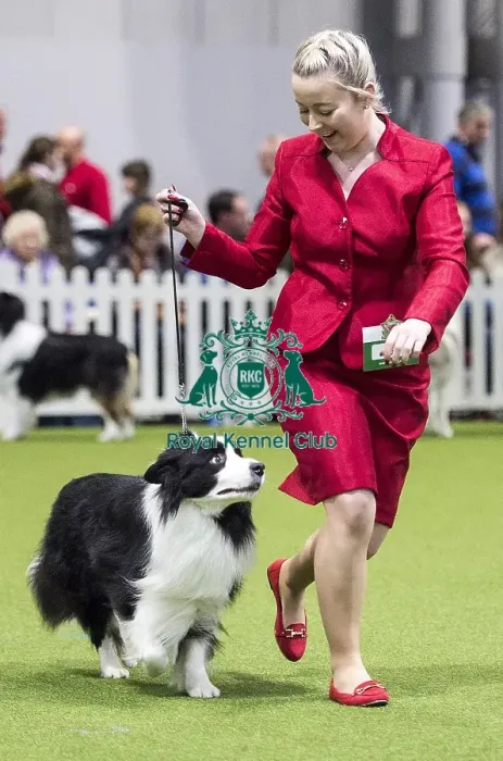 Framed Print : Crufts 2018 Framed Print : Crufts 2018