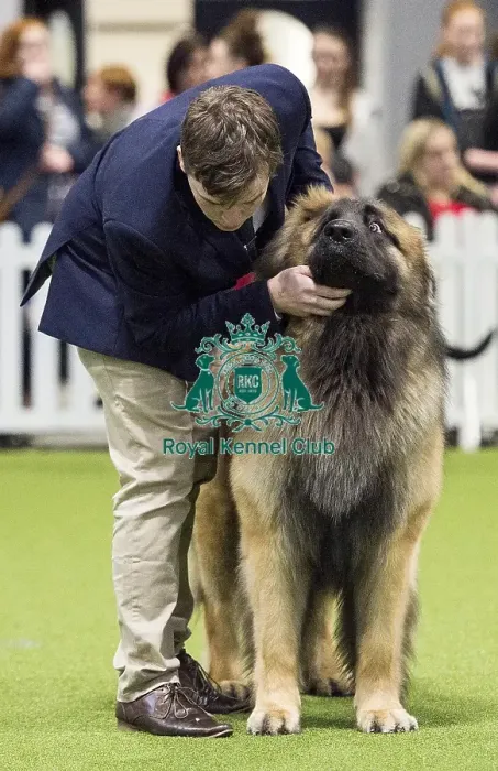 Framed Print : Crufts 2018