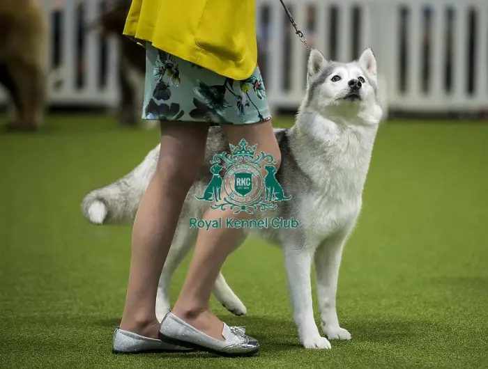 Framed Print : Crufts 2018 Framed Print : Crufts 2018