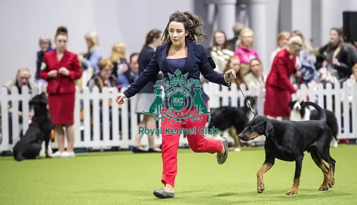 Framed Print : Crufts 2018 Framed Print : Crufts 2018