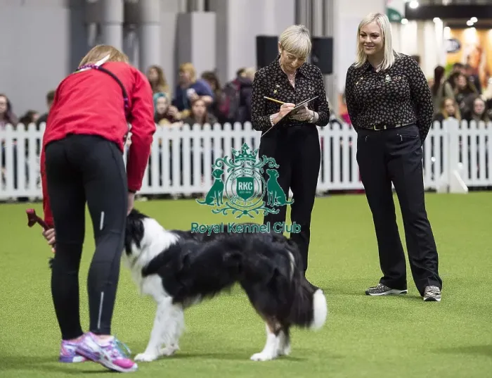 Framed Print : Crufts 2018 Framed Print : Crufts 2018