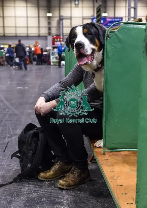 Framed Print : Crufts 2018 Framed Print : Crufts 2018