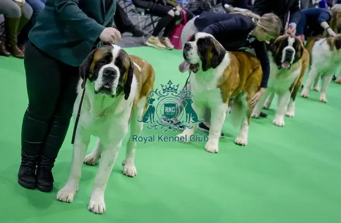 Framed Print : Crufts 2018 Framed Print : Crufts 2018