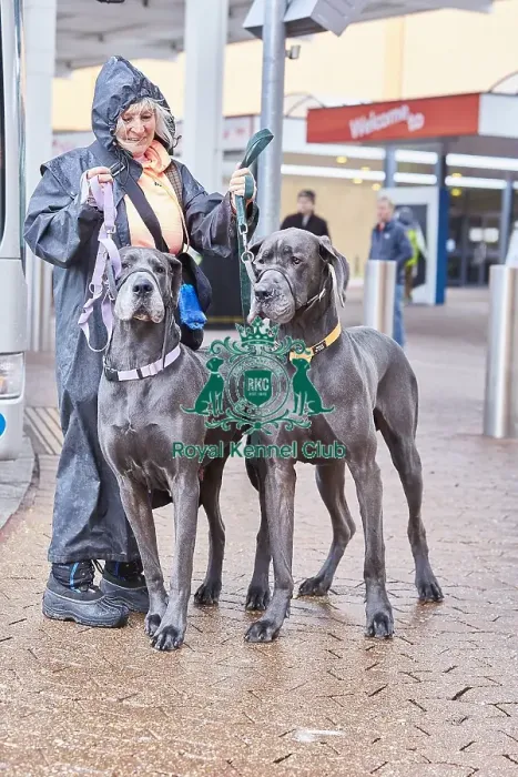 Framed Print : Crufts 2018 Framed Print : Crufts 2018