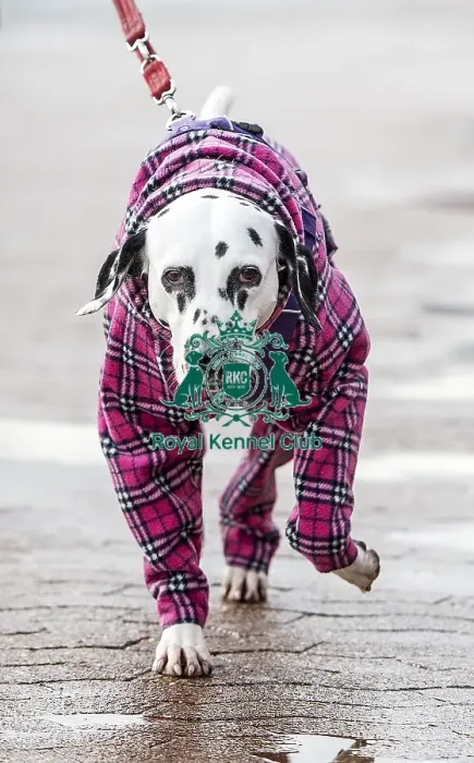 Framed Print : Crufts 2018 Framed Print : Crufts 2018