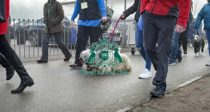 Framed Print : Crufts 2018 Framed Print : Crufts 2018