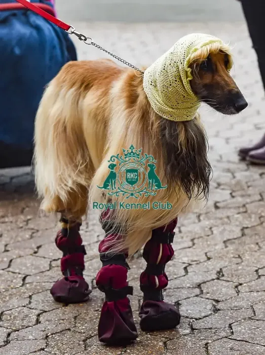 Framed Print : Crufts 2018