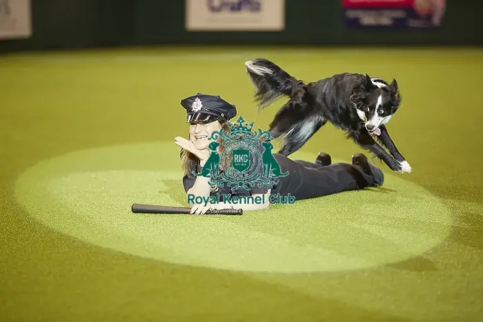 Framed Print : Crufts 2018 Framed Print : Crufts 2018