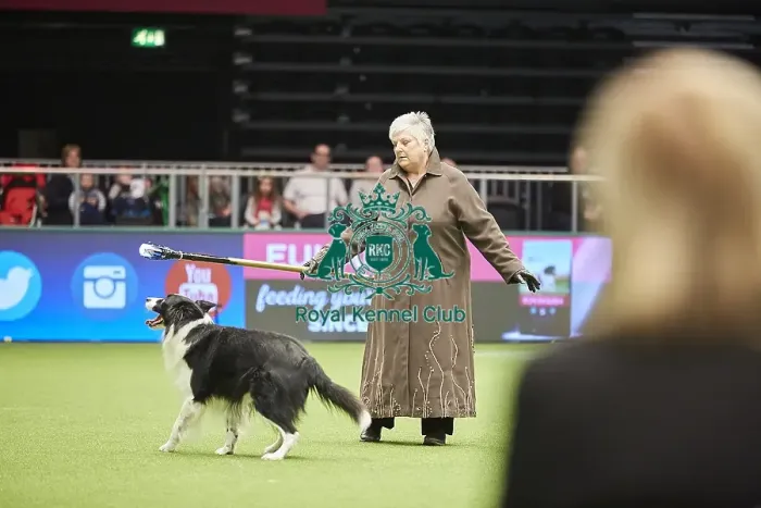 Framed Print : Crufts 2018 Framed Print : Crufts 2018
