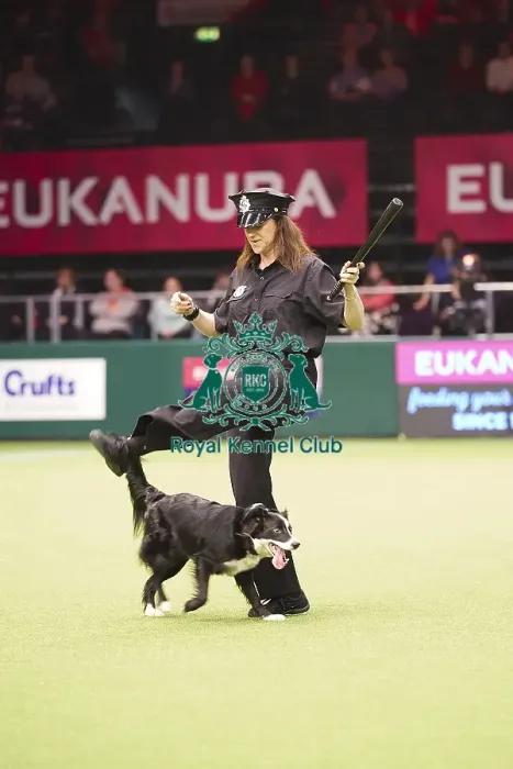 Framed Print : Crufts 2018 Framed Print : Crufts 2018