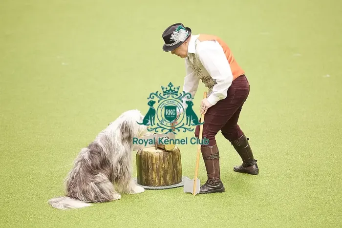 Framed Print : Crufts 2018 Framed Print : Crufts 2018