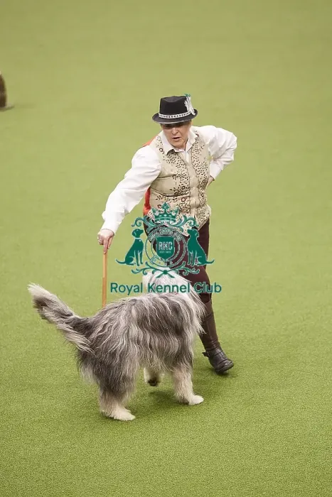 Framed Print : Crufts 2018 Framed Print : Crufts 2018