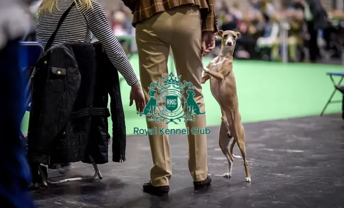 Framed Print : Crufts 2018
