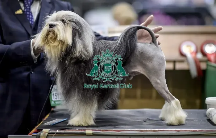 Framed Print : Crufts 2018 Framed Print : Crufts 2018