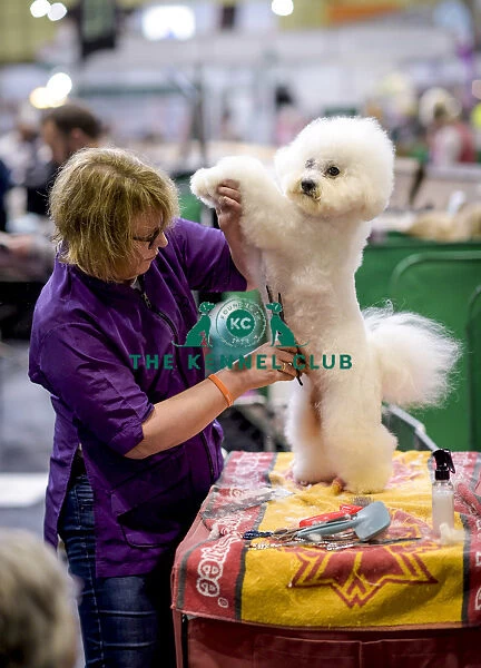 Crufts 2018. Picture shows Ilse Frenk-Kleton with Ben the Bichon Frise, 
