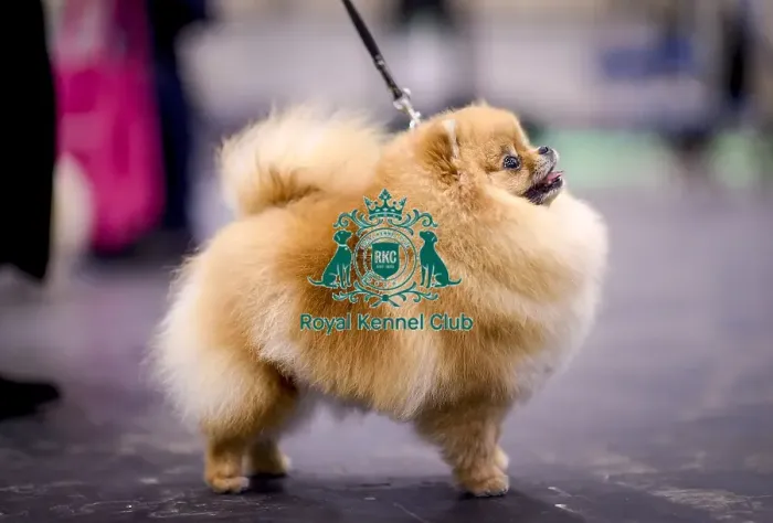 Framed Print : Crufts 2018 Framed Print : Crufts 2018