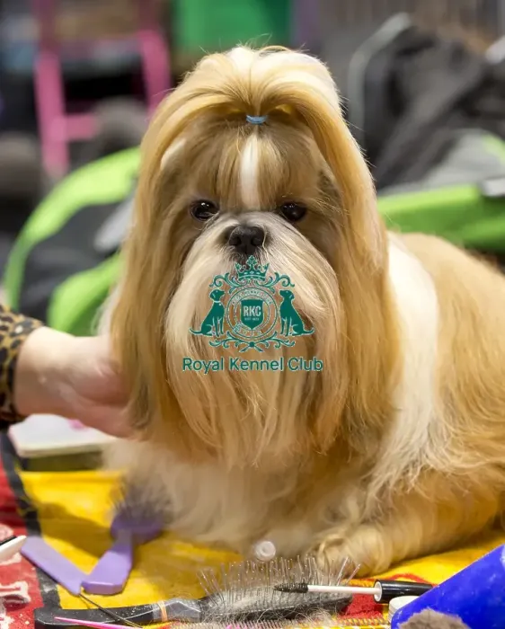 Framed Print : Crufts 2018 Framed Print : Crufts 2018