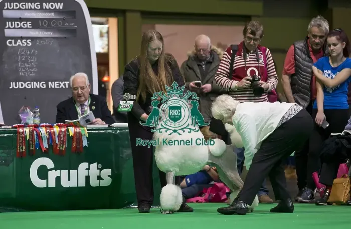 Framed Print : Crufts 2018 Framed Print : Crufts 2018