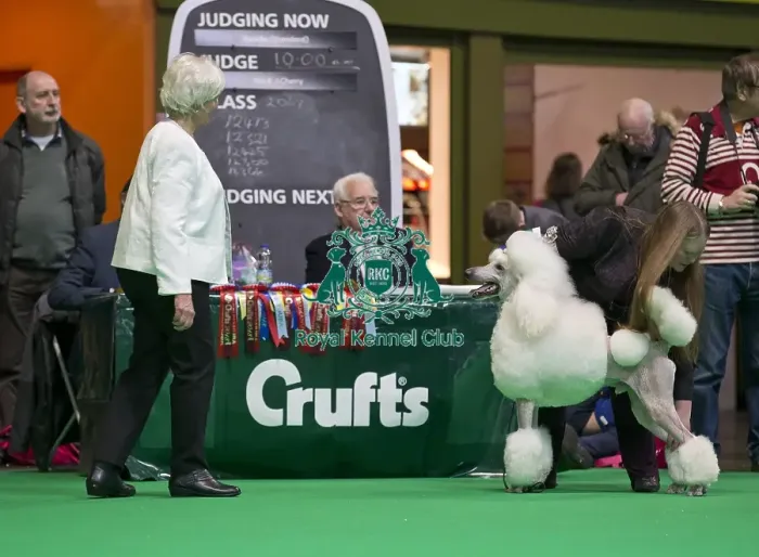 Framed Print : Crufts 2018 Framed Print : Crufts 2018