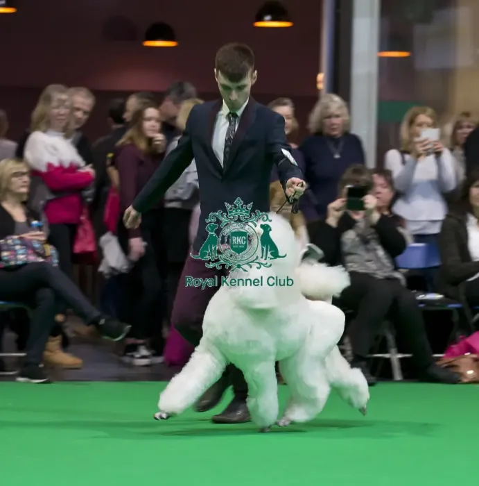 Framed Print : Crufts 2018