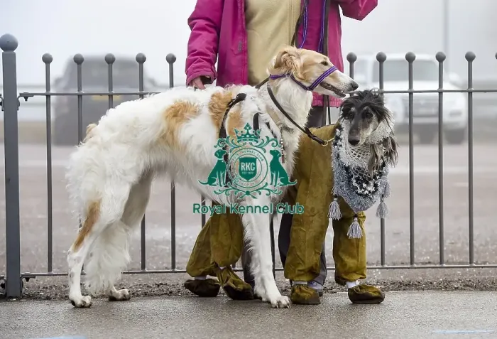 Framed Print : Crufts 2018