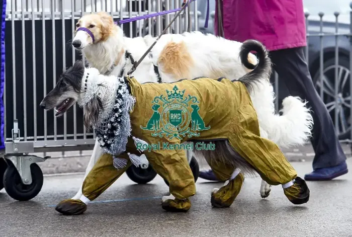 Framed Print : Crufts 2018 Framed Print : Crufts 2018