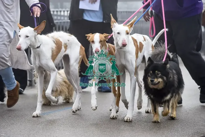 Framed Print : Crufts 2018 Framed Print : Crufts 2018