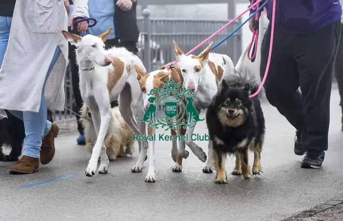 Framed Print : Crufts 2018 Framed Print : Crufts 2018